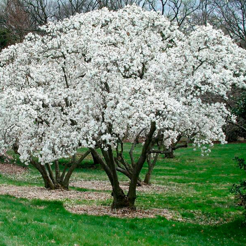 Star Magnolia (Magnolia stellata)